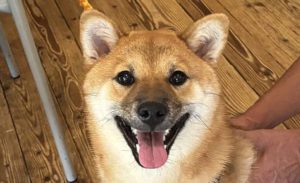 風(ふう)