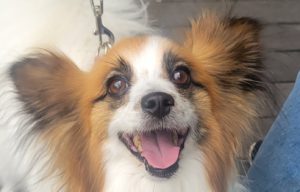 ファビー