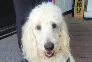 ベル