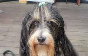 バロン