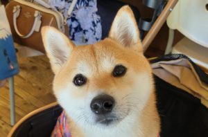 くるみ