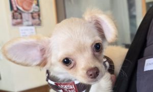 サユキ