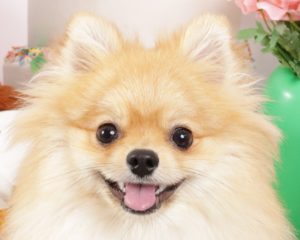 だいきち
